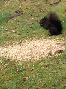 When I first moved here over 20 years ago, I had never seen a black squirrel. When I saw my first one i was so excited. I thought it was some kind of mutant squirrel. Now I know better. They are still my favorites. 