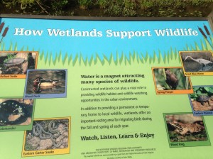 Some information about the wetlands