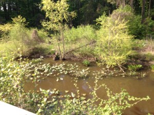Here is a stop about 3 miles into my ride. It's a man made wetland where you can see turtles, frogs and an occasional heron.
