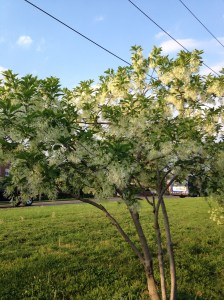 I just liked these trees. Not too far from Shirlington. 